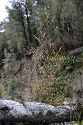 Fuscospora truncata: sapling.
 Image: K.A. Ford © Landcare Research 2015 CC BY 3.0 NZ